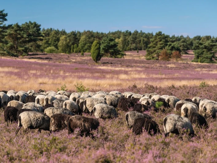 Heidschnuckenherde im Büsenbachtal oft trifft man am nachmittag eine heidschnuckenherde im büsenbachtalyou often meet a herd of heidschnucken in the büsenbach valley in the afternoonman møder ofte en flok heidschnucken i büsenbach-dalen om eftermiddagenje komt 's middags vaak een kudde heidschnucken tegen in het dal van de büsenbach