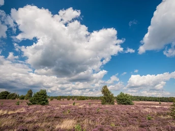 Heideschleife Weseler Heide Heideschleife Weseler Heide Rundwanderweg Undeloh Heath loop Weseler Heide circular hiking trail UndelohHedesløjfe Weseler Heide cirkulær vandresti UndelohHeide rondwandeling Weseler Heide rondwandeling Undeloh