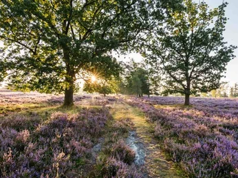 Wilseder Berg Heideschleife Wilseder Berg RundwanderwegHeath loop Wilseder Berg circular hiking trailHede-loop Wilseder Berg cirkulær vandrestiHeidelus Wilseder Berg rondwandelroute