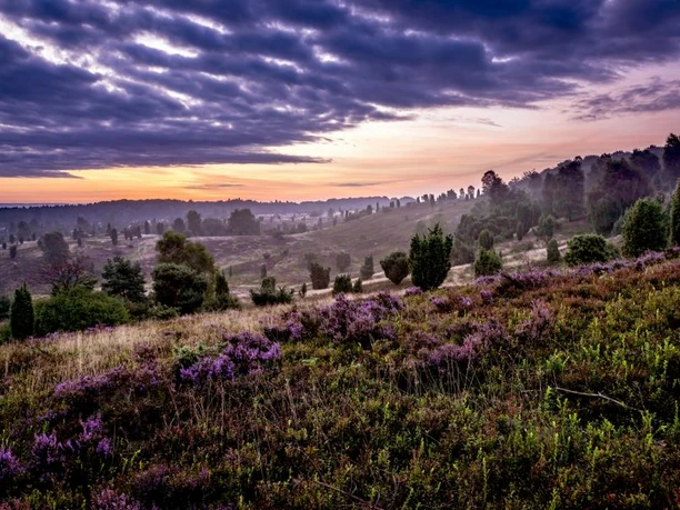 Wilseder Berg Abendstimmung Abendstimmung am Wilseder Berg an der Heideschleife