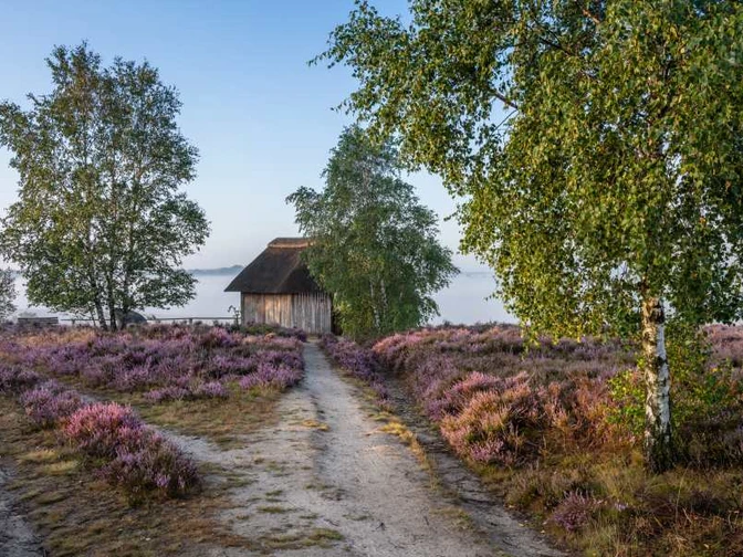 Alfred Toepfer Blick Heideschleife Tütsberg wandern Rundwanderweg Alfred Toepfer BlickHeideschleife Tütsberg hike circular hiking trail Alfred Toepfer viewHeideschleife Tütsberg vandresløjfe Alfred Toepfer viewHeideschleife Tütsberg rondwandeling Alfred Toepfer uitzicht