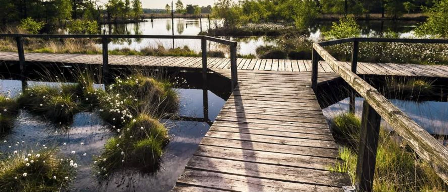 Wollgrasblüte im Pietzmoor Schneverdingen Spring in the Pietzmoor with the cotton grass blossom
