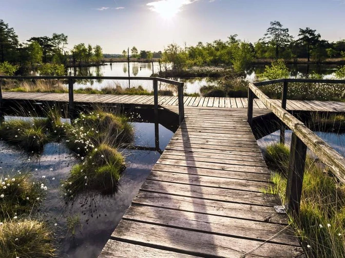 Wollgrasblüte im Pietzmoor Schneverdingen Frühling im Pietzmoor bei der WollgrasblüteSpring in the Pietzmoor with the cotton grass blossomForår i Pietzmoor med blomstring af bomuldsgræsLente in de Pietzmoor met de katoengrasbloesem