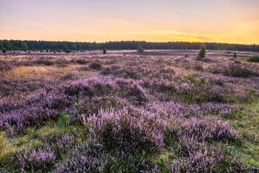 Misselhorner Heide zur Heideblüte Misselhorner Heide zur Heideblüte Heideschleife Rundwanderweg