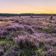 Misselhorner Heide zur Heideblüte Misselhorner Heide zur Heideblüte Heideschleife RundwanderwegMisselhorn Heath to the heather blossom Heath loop circular hiking trailMisselhorn Heath til Heather Blossom Heath loop cirkulær vandrestiMisselhorn Heath naar de heidebloesem Heath rondwandeling