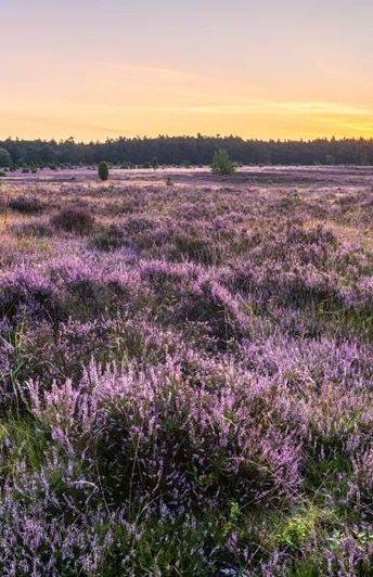 Misselhorner Heide zur Heideblüte Misselhorner Heide zur Heideblüte Heideschleife RundwanderwegMisselhorn Heath to the heather blossom Heath loop circular hiking trailMisselhorn Heath til Heather Blossom Heath loop cirkulær vandrestiMisselhorn Heath naar de heidebloesem Heath rondwandeling