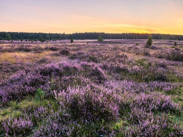 Misselhorner Heide zur Heideblüte Misselhorner Heide zur Heideblüte Heideschleife Rundwanderweg