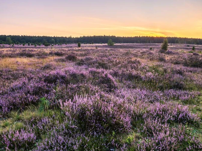 Misselhorner Heide zur Heideblüte Misselhorner Heide zur Heideblüte Heideschleife RundwanderwegMisselhorn Heath to the heather blossom Heath loop circular hiking trailMisselhorn Heath til Heather Blossom Heath loop cirkulær vandrestiMisselhorn Heath naar de heidebloesem Heath rondwandeling
