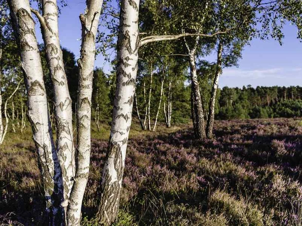 Misselhorner Heide Hermannsburg Misselhorner Heide Birches