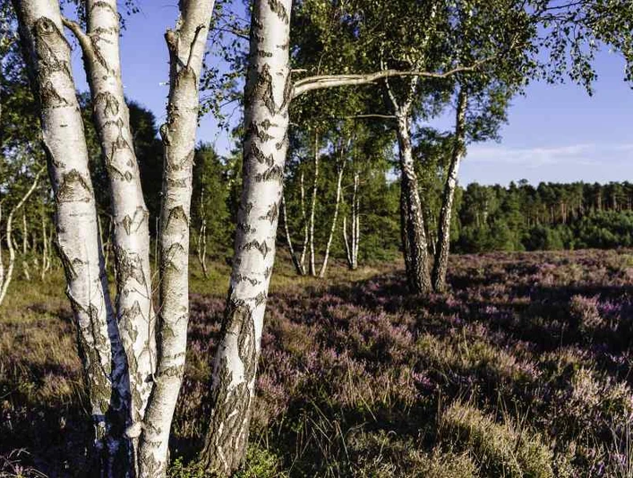Misselhorner Heide Hermannsburg Misselhorner Heide BirkenHermannsburg Misselhorner Heide BirchesHermannsburg Misselhorner Heide BirkesHermannsburg Misselhorner Heide Berken