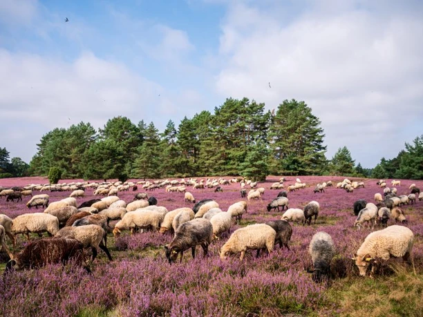 Heidschnucken in der Misselhorner Heide Heidschnucken in the Misselhorner Heide in Hermannsburg