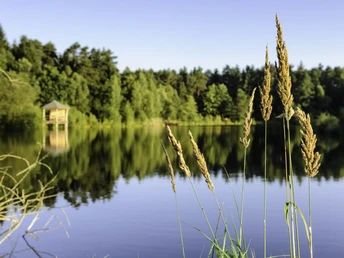 Angelbecksteich im Sommer Heideschleife Angelbecksteich Hermannsburg im Sommer barrierefreiHeideschleife Angelbecksteich Hermannsburg barrier-free in summerHeideschleife Angelbecksteich Hermannsburg barrierefri om sommerenHeideschleife Angelbecksteich Hermannsburg in de zomer drempelvrij