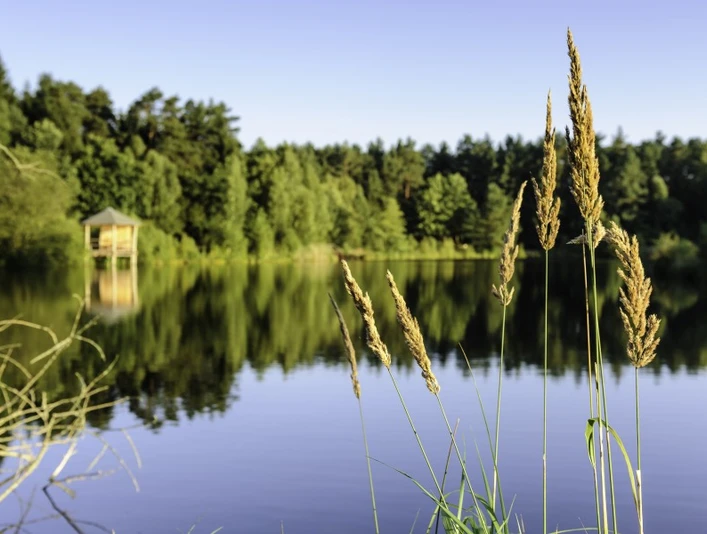 Angelbecksteich im Sommer Heideschleife Angelbecksteich Hermannsburg im Sommer barrierefreiHeideschleife Angelbecksteich Hermannsburg barrier-free in summerHeideschleife Angelbecksteich Hermannsburg barrierefri om sommerenHeideschleife Angelbecksteich Hermannsburg in de zomer drempelvrij