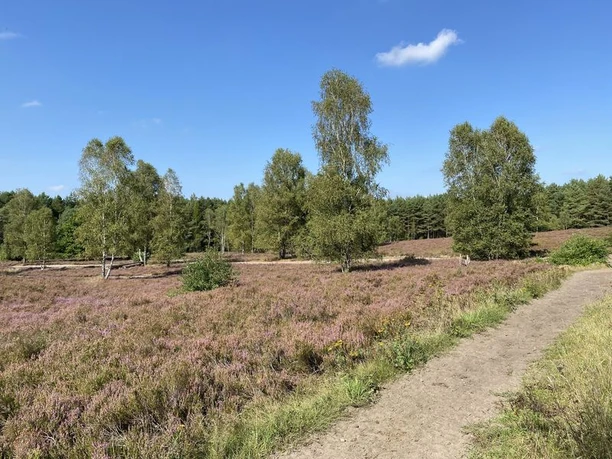 Severloher Heide Hermannsburg Severloher Heide Hermannsburg Südheide Heidschnuckenweg Wandern