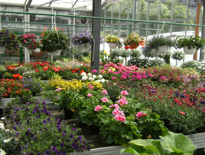 Blumen Lindner (6).jpg