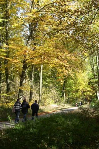 Zwei Wanderer spazieren auf einem von Bäumen gesäumten Pfad im herbstlich verfärbten Wald.