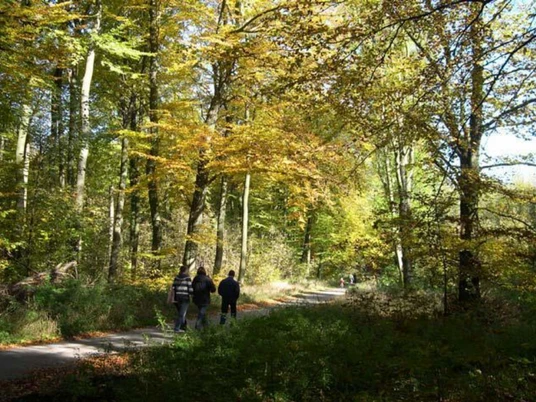 Hohlweg_Wanderer.jpg Zwei Wanderer spazieren auf einem von Bäumen gesäumten Pfad im herbstlich verfärbten Wald.