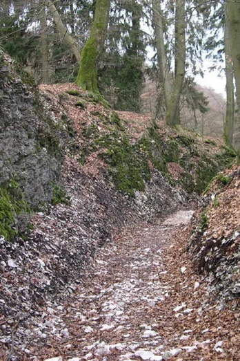 Hohlweg Große Egge.jpg Mossbewachsene Felsen säumen einen bewaldeten Pfad mit Laub, von hohen Bäumen überragt.