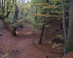 Herbstliche Waldlandschaft mit Laubbedecktem Boden und hohen Bäumen, leichte Hügelstruktur im Hintergrund.