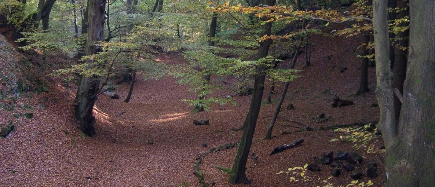 Herbstliche Waldlandschaft mit Laubbedecktem Boden und hohen Bäumen, leichte Hügelstruktur im Hintergrund.