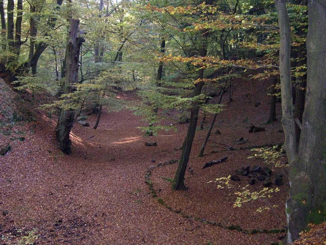 Holzhauser Steinbruch.jpg Herbstliche Waldlandschaft mit Laubbedecktem Boden und hohen Bäumen, leichte Hügelstruktur im Hintergrund.