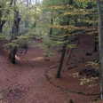 Holzhauser Steinbruch.jpg Herbstliche Waldlandschaft mit Laubbedecktem Boden und hohen Bäumen, leichte Hügelstruktur im Hintergrund.