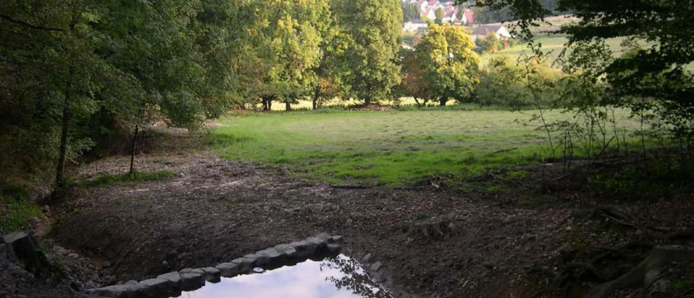 Waldlichtung mit flachem Teich im Vordergrund, umgeben von Bäumen, im Hintergrund Wiese.
