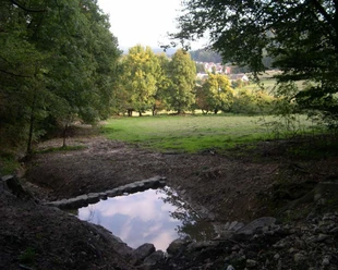 Sachsentaufe Waldlichtung mit flachem Teich im Vordergrund, umgeben von Bäumen, im Hintergrund Wiese.
