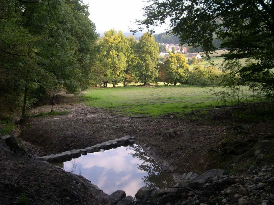 Sachsentaufe Waldlichtung mit flachem Teich im Vordergrund, umgeben von Bäumen, im Hintergrund Wiese.