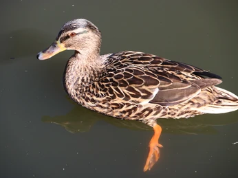 Ente Eine Stockente schwimmt auf dunklem Wasser. Ihr Gefieder zeigt braune und beige Musterungen.