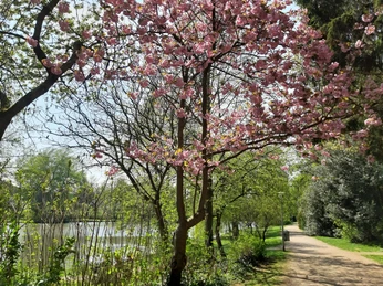 Weg mit Baum Ein blühender Baum mit rosa Blüten säumt einen sonnigen, von Pflanzen gesäumten Weg am See.
