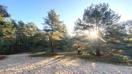 Naturschutzgebiet Voßberge mit Wanderdüne Naturschutzgebiet Voßberge mit Wanderdüne