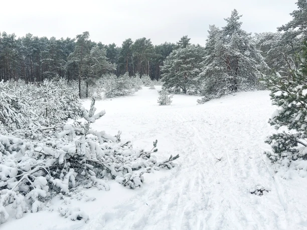 Naturschutzgebiet Voßberge - Die Wanderdüne im Winterkleid Naturschutzgebiet Voßberge - Die Wanderdüne im Winterkleid