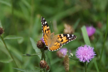 Schmetterling.jpg Ein bunter Distelfalter (Vanessa cardui) sitzt auf einer lila Wildblume inmitten grüner Vegetation.