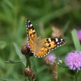 Schmetterling.jpg Ein bunter Distelfalter (Vanessa cardui) sitzt auf einer lila Wildblume inmitten grüner Vegetation.
