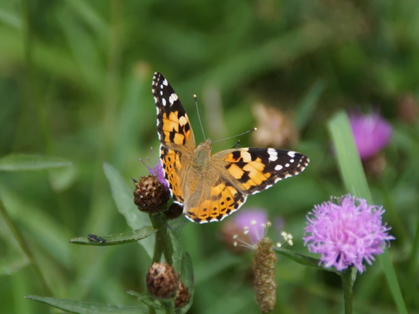 Schmetterling.jpg Ein bunter Distelfalter (Vanessa cardui) sitzt auf einer lila Wildblume inmitten grüner Vegetation.