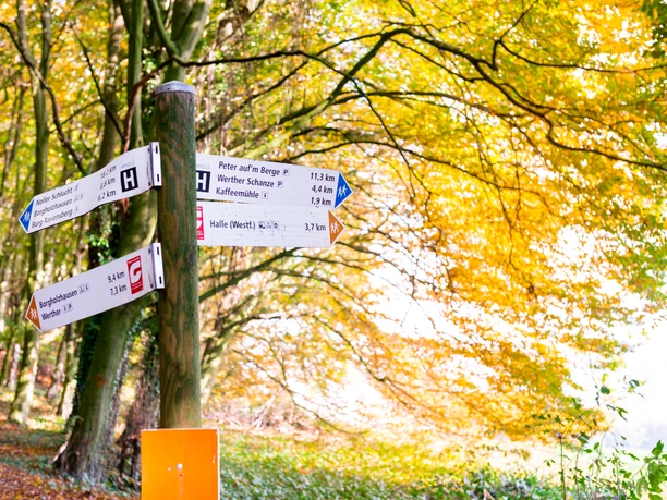 Wanderwegweiser in Halle (Westf.)