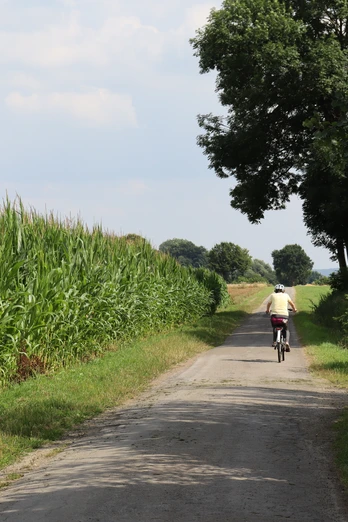 Ein Radfahrer fährt auf einem von Bäumen und Maisfeldern gesäumten Weg in einer ländlichen Umgebung.