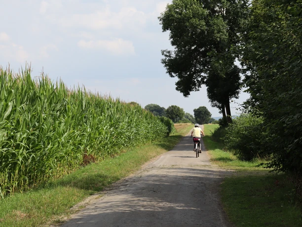 Radfahrer Ein Radfahrer fährt auf einem von Bäumen und Maisfeldern gesäumten Weg in einer ländlichen Umgebung.