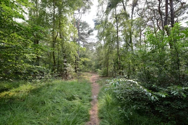Wernerwald - 2015.08.20 - 14.08.49.jpg