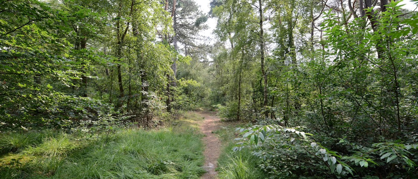 Wernerwald - 2015.08.20 - 14.08.49.jpg