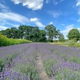 Das Stapeler Kräuter- und Lavendelfeld Das Stapeler Kräuter- und Lavendelfeld