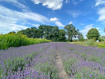 Das Stapeler Kräuter- und Lavendelfeld Das Stapeler Kräuter- und LavendelfeldThe Stapel herb and lavender fieldStapels urte- og lavendelmarkHet Stapel kruiden- en lavendelveld