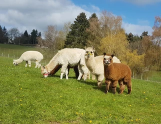 Die bunte Herde Alpakas