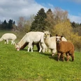 Die bunte Herde Alpakas