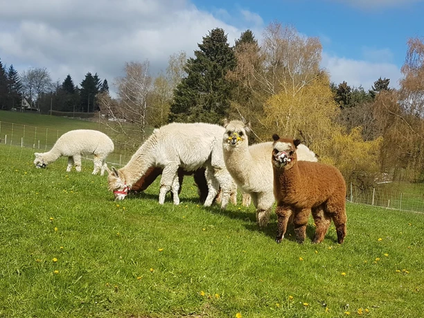 Die bunte Herde Alpakas