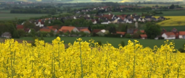 Rapsblüte-Blick auf Sülbeck.jpg Rapsblüte-blick-auf-sülbeck