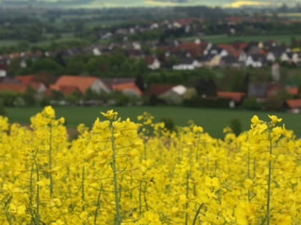 Rapsblüte-Blick auf Sülbeck.jpg Rapsblüte-blick-auf-sülbeck