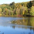 Enten auf dem Stausee