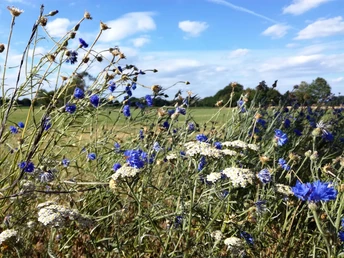 Kornblumen am Wegesrand in Harsewinkel